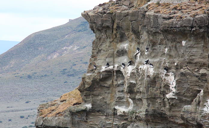 pumas, andean condors, chile, tierra del fuego, wildlife, photography, tours, safaris